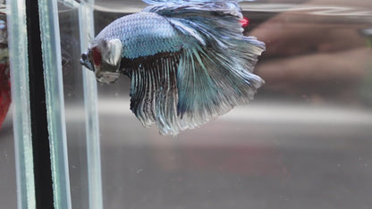 Halfmoon Copper Betta Fish (Male)