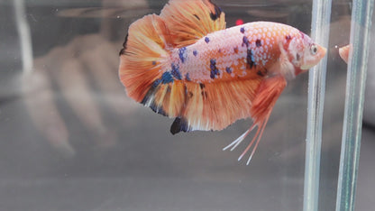 Rare Giant Multicolors Betta Fish (Male)