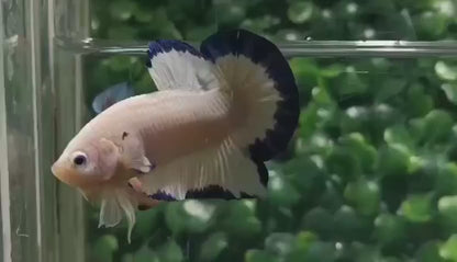 White and Blue Butterfly Betta Fish (Male)