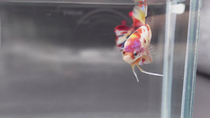 Competition grade - Candy Multicolors Betta Fish (MALE)