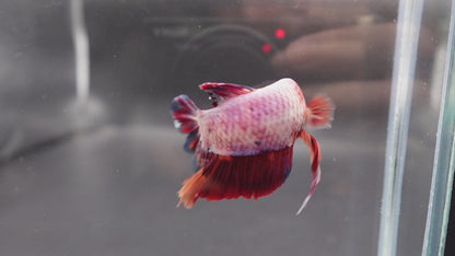 Rare Giant Multicolors Betta Fish (Male)