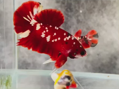 Rare Pair Red Copper Betta Fish (Male & Female)