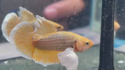 Dumbo Pineapple Betta Fish (Male)