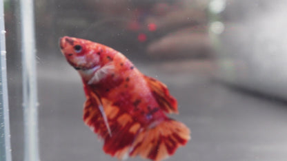 Rare Giant Multicolors Betta Fish (Male)