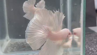 Rare Dumbo Halfmoon Platinum Betta Fish (Male)