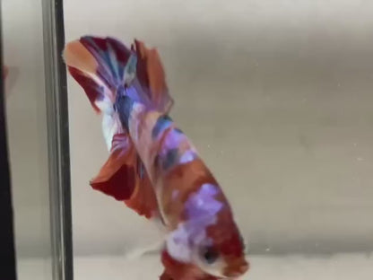Rare Pair Koi Multicolors Betta Fish (Male & Female)