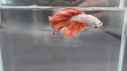 Rare Halfmoon Koi Multicolors Betta Fish (Male)