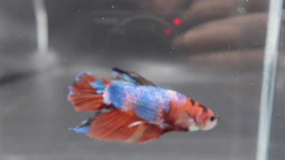 Rare Giant Multicolors Betta Fish (Male)