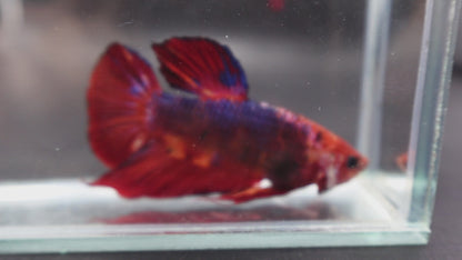 Rare Giant Multicolors Betta Fish (Male)