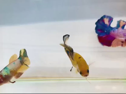 Rare Pair Koi Multicolors Betta Fish (Male & Female)