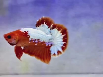Rare Red Copper Startail Betta Fish (Male)