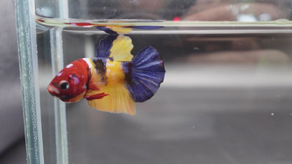 Competition grade - Multicolor Betta Fish (MALE)