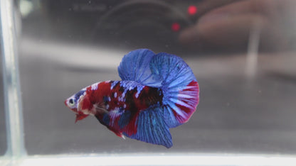 Rare Blue And Red Betta Fish (Male)