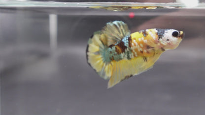 Competition grade - Yellow Copper Betta Fish (MALE)