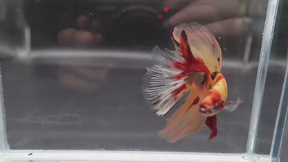Rare Giant Halfmoon Nemo Betta Fish (Male)