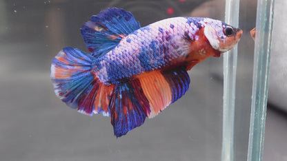 Rare Giant Multicolors Betta Fish (Male)