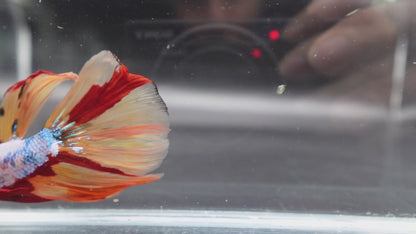Rare Giant Halfmoon Multicolors Betta Fish (Male)