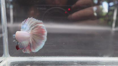Halfmoon Cotton Candy Betta Fish (Male)