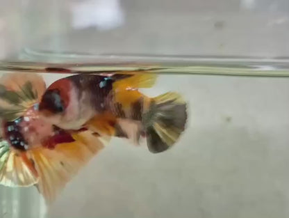 Rare Pair Koi Multicolors Betta Fish (Male & Female)
