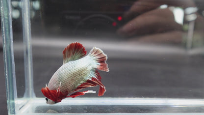 Rare Giant Copper Red Fin Betta Fish (Male)