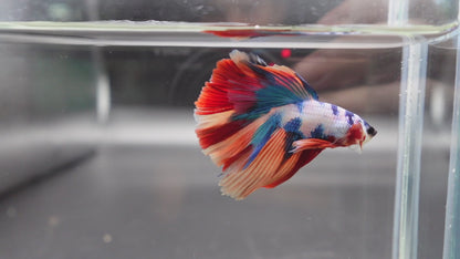 Competition Halfmoon Multicolors Betta Fish (MALE)