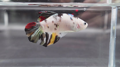 Competition Giant Multicolors Betta Fish (Male)