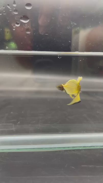 Long Southern Yellow Benjarong Crimson Cheek Wild Betta Fish - Kingdom of Thailand (Male)