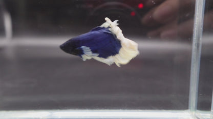 Halfmoon Blue Butterfly Betta Fish (Male)