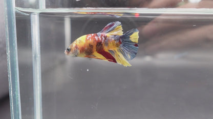 Rare Multicolors Betta Fish (Male)