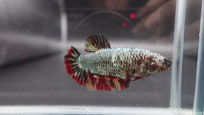Rare Super Giant Copper Red Tail Betta Fish (Female)