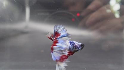Competition Halfmoon Blue White And Red Betta Fish (MALE)