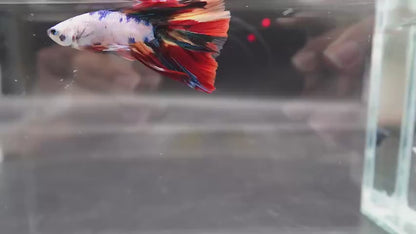 2ND DOUBLETAIL LONGFIN - Multicolors Betta Fish (MALE)