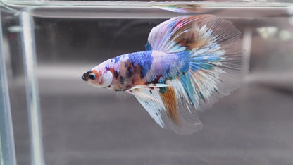 Rare Giant Halfmoon Fancy Blue Betta Fish (Male)