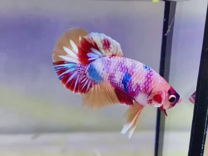 Rare Pair Koi Multicolors Betta Fish (Male & Female)