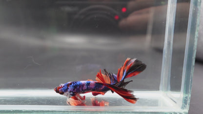 Rare Halfmoon Multicolors Betta Fish (Male)