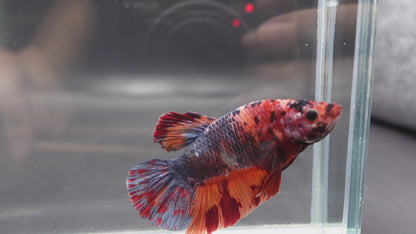 Competition Grade - Giant Multicolors Betta Fish (Male)