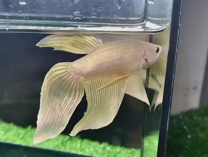 Veiltail Gold Betta Fish (Female)