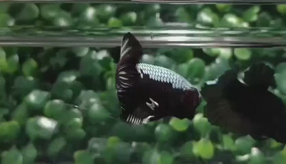 Black Shadow Samurai Betta Fish (Male)