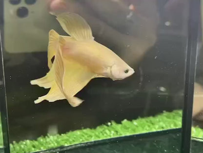 Veiltail Gold Betta Fish (Male)