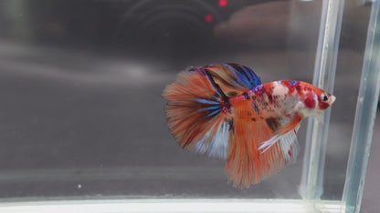 Rare Halfmoon Multicolors Betta Fish (Male)