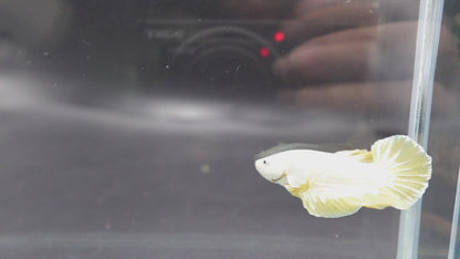 Yellow Dragon Scale Betta Fish (Male)