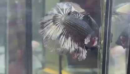 Halfmoon Platinum Betta Fish (Male)