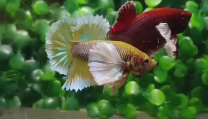 Dumbo Gold Butterfly Betta Fish (Male)