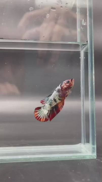 Competition - Koi Multicolor Betta Fish (Female)