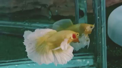 Dumbo Halfmoon Gold Butterfly Betta Fish (Male)