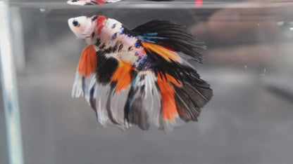 Rare Halfmoon Koi Multicolors Betta Fish (Male)