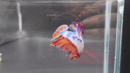 Rare Giant Multicolors Betta Fish (Male)