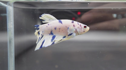 Competition grade - Blue Marble Betta Fish (MALE)
