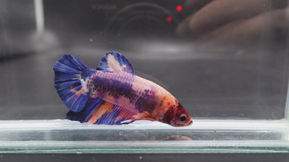 Rare Giant Multicolors Betta Fish (Male)