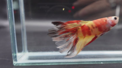 Rare Giant Halfmoon Nemo Betta Fish (Male)
